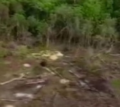 Reserva Morombi es destruida por narcotraficantes - Paraguay.com