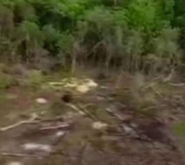 Reserva Morombi es destruida por narcotraficantes - Paraguay.com
