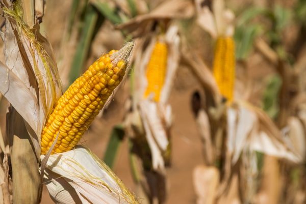 Paraguay gana terreno en el mercado del alcohol de maíz