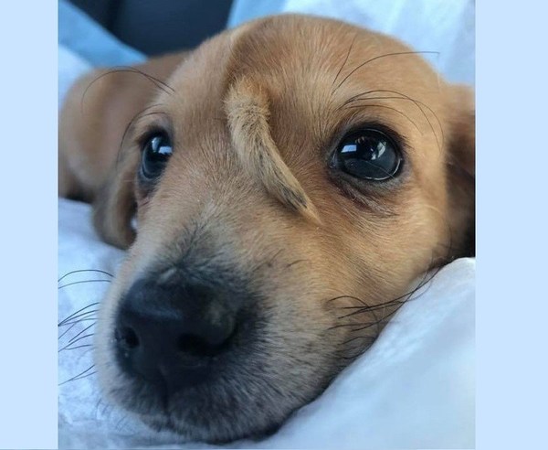 “Narwhal”, el perro con una cola en la frente - ADN Paraguayo