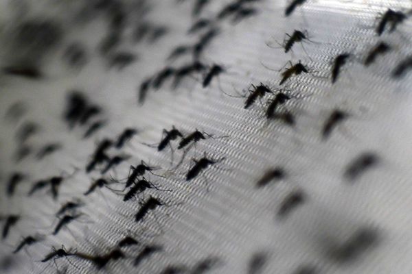 OPS reporta récord histórico de casos de dengue en Latinoamérica