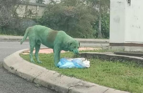 Las impactantes imágenes de un perro pintado de verde, llorando y desesperado en busca de comida - SNT