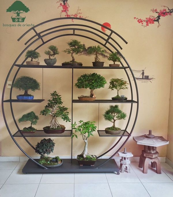 Exposición de bonsáis para celebrar 100 años de amistad entre Paraguay y Japón