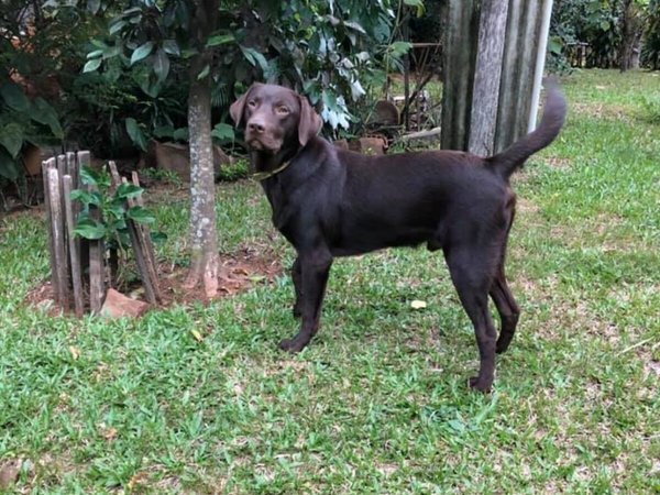 Prestó a su perro y no le dieron los cachorritos