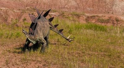 Hallan el estegosaurio más completo de Europa en un almacén portugués - Ciencia - ABC Color