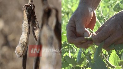 ”LA SOJA NO MATA LA TIERRA AL CONTRARIO LA PROTEGE”