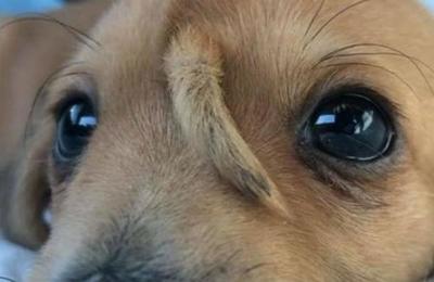 Narwhal, el cachorro que nació con una cola en la frente y que fue rescatado de un basurero - SNT
