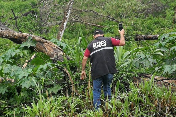 Intervienen desmonte de unas 50 hectáreas en Itapúa