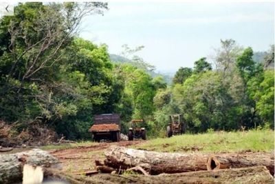 Aviones lanzarán bombas de semillas para reforestar el Ybytyruzú - Nacionales - ABC Color