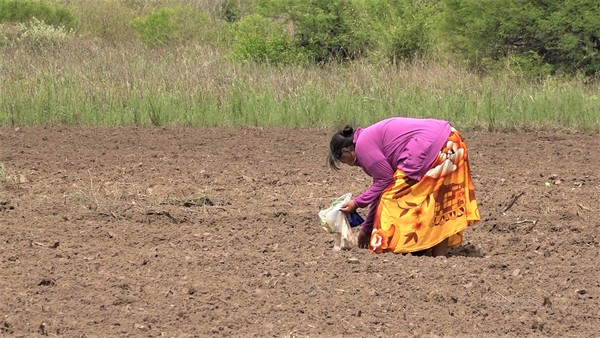 Tras primeras lluvias reinician cultivos agrícolas en comunidades indígenas