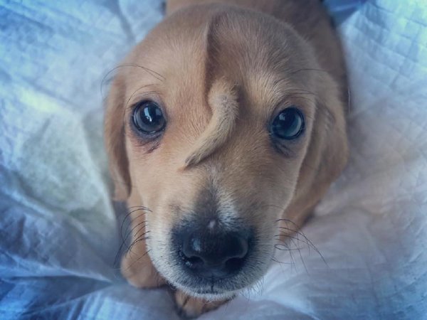La historia del perro unicornio abandonado tras nacer con una cola en la frente