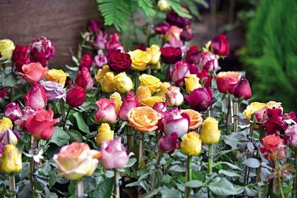 Secretos de las rosas - Nosotras Revista - ABC Color