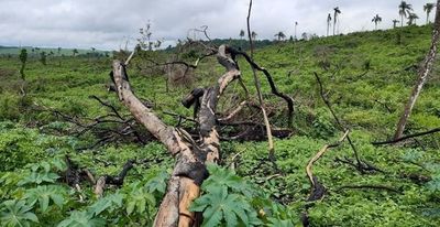 MADES INTERVIENE UN ESTABLECIMIENTO POR DESMONTE DE 50 HECTÁREAS EN ITAPÚA
