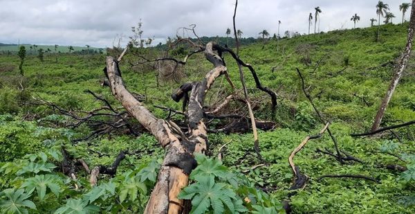 MADES INTERVIENE UN ESTABLECIMIENTO POR DESMONTE DE 50 HECTÁREAS EN ITAPÚA