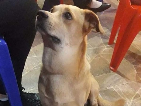 Salchi y otras mascotas de la UNE necesitan ayuda