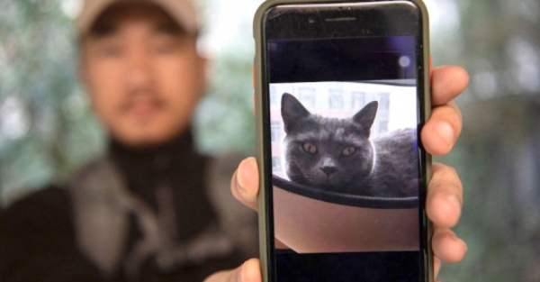 Detective de mascotas no da abasto con laburo