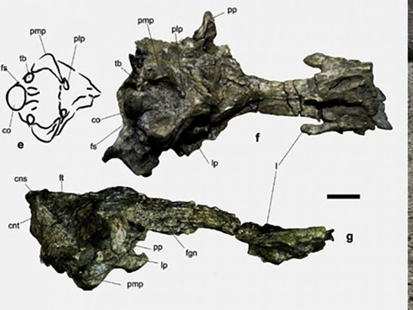 Encuentran fósil de pingüino de más de 35 millones de años en la Antártida