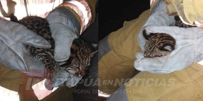 RESCATAN CACHORRO DE YAGUARETE’I QUE LLEGÓ HASTA LA ECOP- NARANJITO