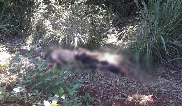 Hallan cadáver a orillas de un bosque en Minga Guazú