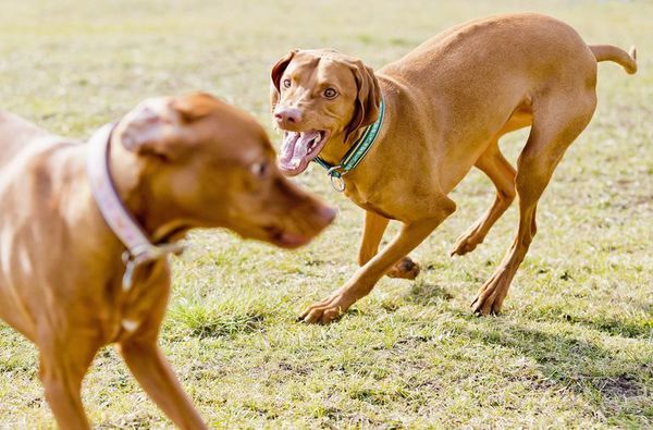 La pubertad, una etapa difícil e intensa...también para los perros - Mascotas - ABC Color