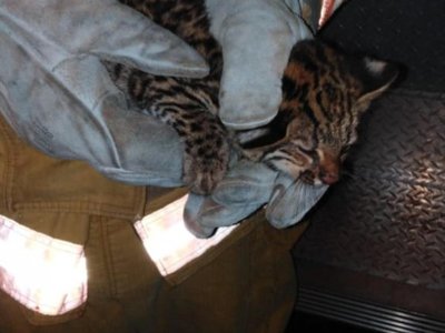 Apareció un lindo gatito en surtidor de Naranjito
