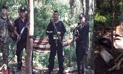 Hallaron y destruyeron plantación de marihuana, pero no informaron sobre procedimiento