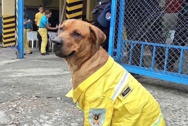 “Ouro” el bombero de cuatro patas