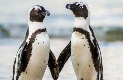 La pareja gay de pingüinos que robó un huevo para poder ser padres - SNT