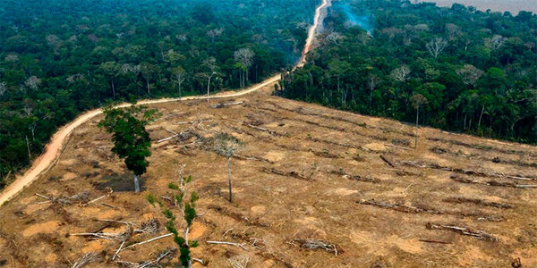 La deforestación en la Amazonía brasileña alcanza el mayor nivel en más de una década - .::RADIO NACIONAL::.