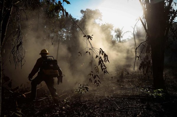 MUNDO | Deforestación: Amazonía brasileña alcanza mayor nivel en más de una década