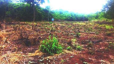 Iniciativa para reforestar: Lanzarán bombas de semillas desde el aire