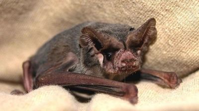 Vampiros “fluorescentes” simulan cómo funciona una vacuna contra la rabia - Ciencia - ABC Color