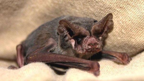 Vampiros “fluorescentes” simulan cómo funciona una vacuna contra la rabia - Ciencia - ABC Color