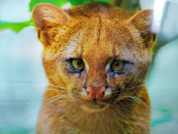 Fue criado como un gato, pero era un puma