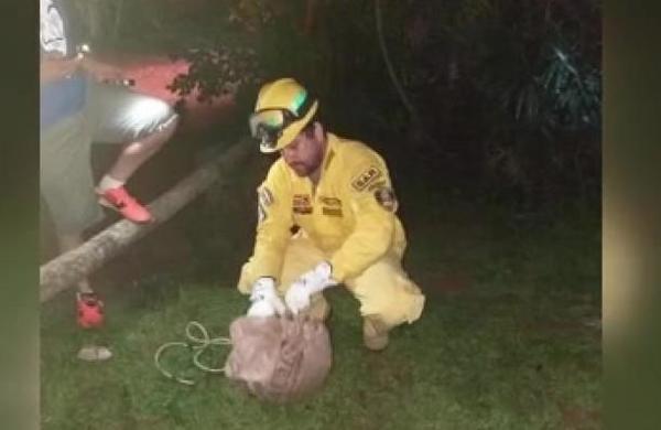 Consecuencias de los incendios en Paraguay: Masiva aparición de animales silvestres. - SNT
