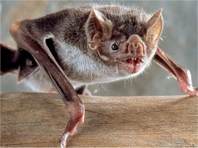 "Vampiros fluorescentes" simulan cómo funciona vacuna contra rabia