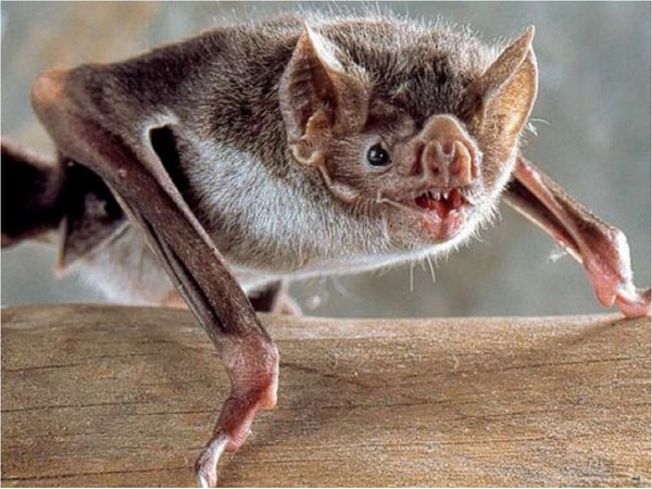 "Vampiros fluorescentes" simulan cómo funciona vacuna contra rabia