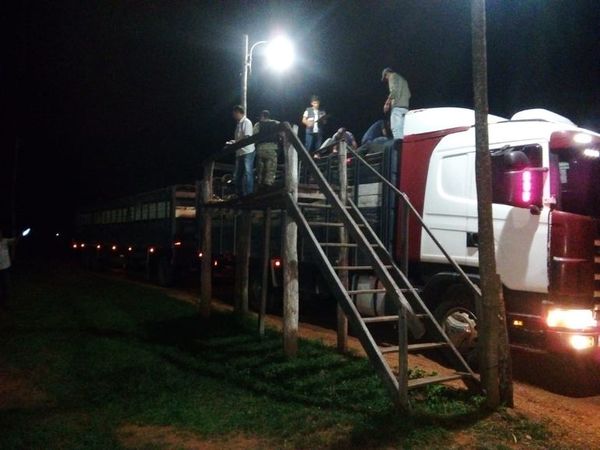 Incautan 31 vacunos y demoran a conductor en Caapucú - Nacionales - ABC Color