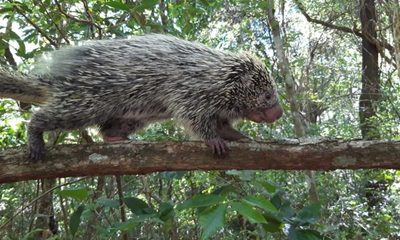 Animales silvestres son rescatados en zona de Caacupé