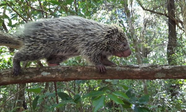 Animales silvestres son rescatados en zona de Caacupé