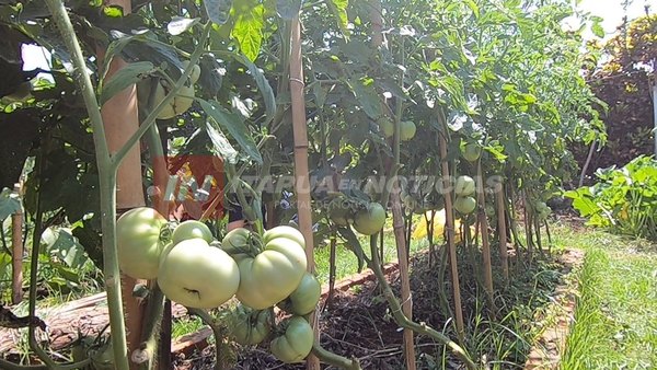 ENSEÑARÁN A CULTIVAR VERDURAS CON UNA HUERTA URBANA