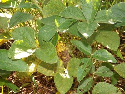 Soja HB4 genera altas expectativas