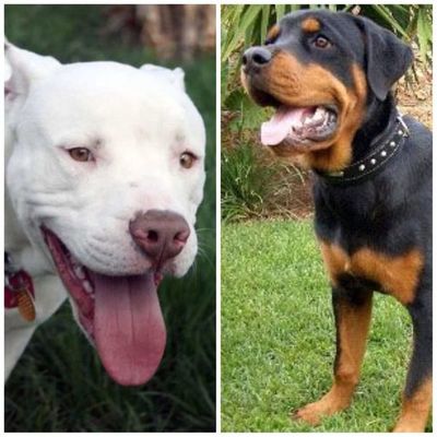 Con amor y atención, pitbulls y rottweilers pueden ser pacíficos - Periodismo Joven - ABC Color