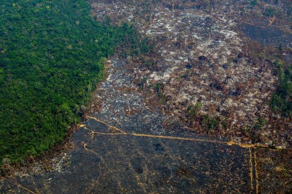 Récord de deforestación en el Amazonas y aumenta la presión sobre Bolsonaro - ADN Paraguayo