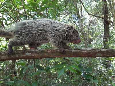 Animales silvestres son rescatados en zona de Caacupé