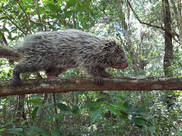 Animales silvestres son rescatados en zona de Caacupé