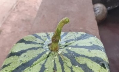 Agricultor paraguayo produce sandía cuadrada