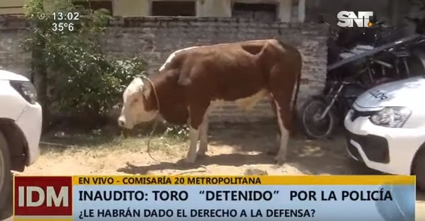 Toro acaba en la comisaría a causa de conflicto