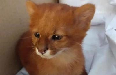Joven rescató a un felino pensando que era un gato y a los meses descubrió la verdad - SNT
