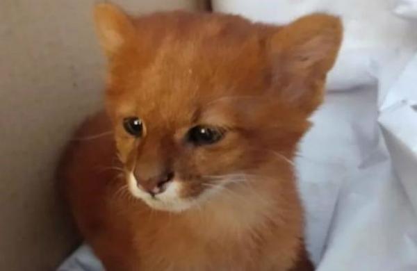 Joven rescató a un felino pensando que era un gato y a los meses descubrió la verdad - SNT